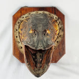Large Antique Taxidermy Pike Head Mounted onto Oak Board