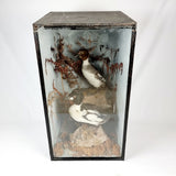 Taxidermy Goldeneye Ducks