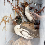 Taxidermy Goldeneye Ducks