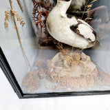 Taxidermy Goldeneye Ducks