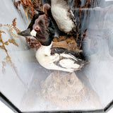 Taxidermy Goldeneye Ducks