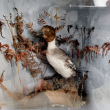 Taxidermy Goldeneye Ducks
