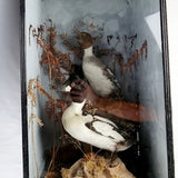 Taxidermy Goldeneye Ducks