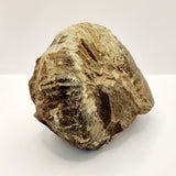 Fossilised Ammonite fossil.