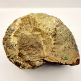 Fossilised Ammonite fossil.