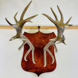Large Pair of Antique Early 20th Century Antlers