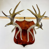 Large Pair of Antique Early 20th Century Antlers