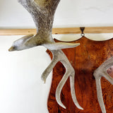 Large Pair of Antique Early 20th Century Antlers