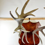Large Pair of Antique Early 20th Century Antlers
