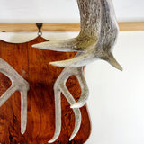 Large Pair of Antique Early 20th Century Antlers