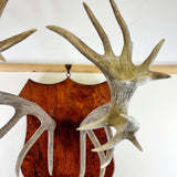 Large Pair of Antique Early 20th Century Antlers