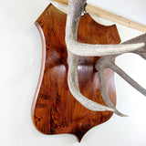 Large Pair of Antique Early 20th Century Antlers