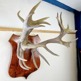 Large Pair of Antique Early 20th Century Antlers