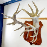 Large Pair of Antique Early 20th Century Antlers