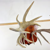 Large Pair of Antique Early 20th Century Antlers