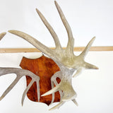 Large Pair of Antique Early 20th Century Antlers