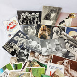 86 Vintage Novelty, Animals, and other Postcards