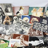 86 Vintage Novelty, Animals, and other Postcards