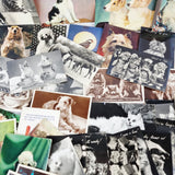 86 Vintage Novelty, Animals, and other Postcards