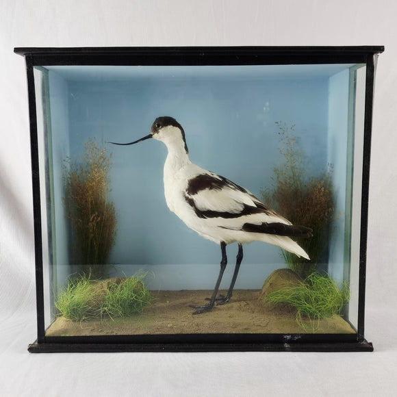 20th Century Taxidermy Pied Avocet in Antique/ Edwardian Style Case