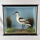 20th Century Taxidermy Pied Avocet in Antique/ Edwardian Style Case