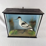 20th Century Taxidermy Pied Avocet in Antique/ Edwardian Style Case