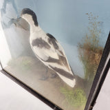 20th Century Taxidermy Pied Avocet in Antique/ Edwardian Style Case