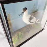 20th Century Taxidermy Pied Avocet in Antique/ Edwardian Style Case