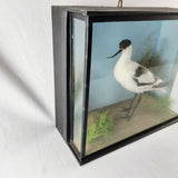 20th Century Taxidermy Pied Avocet in Antique/ Edwardian Style Case