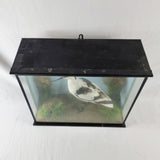 20th Century Taxidermy Pied Avocet in Antique/ Edwardian Style Case