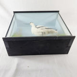 20th Century Taxidermy Pied Avocet in Antique/ Edwardian Style Case