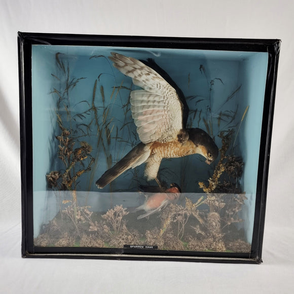 Taxidermy Sparrow Hawk with Bullfinch in Antique Style Case