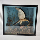 Taxidermy Sparrow Hawk with Bullfinch in Antique Style Case
