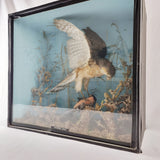 Taxidermy Sparrow Hawk with Bullfinch in Antique Style Case