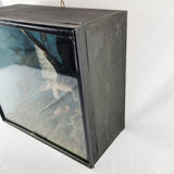 Taxidermy Sparrow Hawk with Bullfinch in Antique Style Case