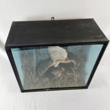 Taxidermy Sparrow Hawk with Bullfinch in Antique Style Case