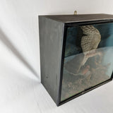 Taxidermy Sparrow Hawk with Bullfinch in Antique Style Case