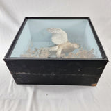 Taxidermy Sparrow Hawk with Bullfinch in Antique Style Case