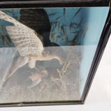 Taxidermy Sparrow Hawk with Bullfinch in Antique Style Case