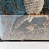Taxidermy Sparrow Hawk with Bullfinch in Antique Style Case