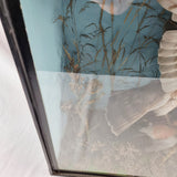 Taxidermy Sparrow Hawk with Bullfinch in Antique Style Case