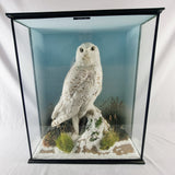 20th Century Taxidermy Snowy Owl in a Edwardian Style Case