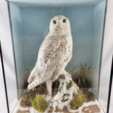 20th Century Taxidermy Snowy Owl in a Edwardian Style Case