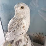 20th Century Taxidermy Snowy Owl in a Edwardian Style Case