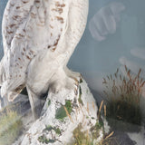 20th Century Taxidermy Snowy Owl in a Edwardian Style Case