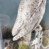 20th Century Taxidermy Snowy Owl in a Edwardian Style Case