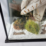 20th Century Taxidermy Snowy Owl in a Edwardian Style Case