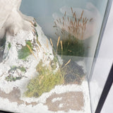 20th Century Taxidermy Snowy Owl in a Edwardian Style Case