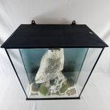 20th Century Taxidermy Snowy Owl in a Edwardian Style Case