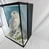 20th Century Taxidermy Snowy Owl in a Edwardian Style Case